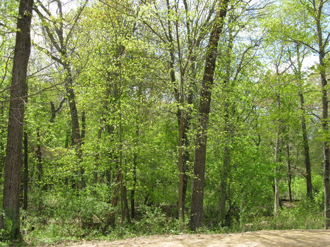 Spring forest image