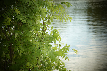 The mountain ash branches bent over the lake. Novosibirsk.