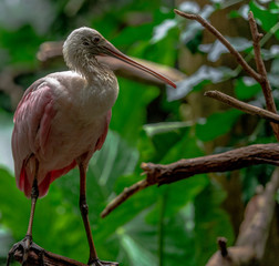 Red and White Plumage on a Roseate Spoonbill in a Tree