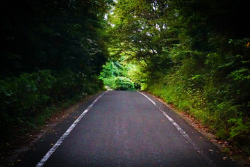 Fototapeta premium 緑のトンネル