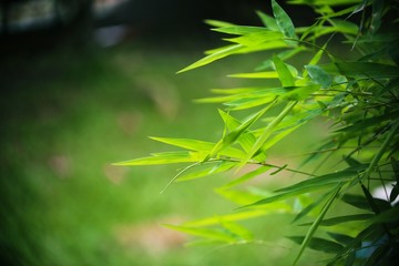 Green bamboo leaf closeup blur garden background