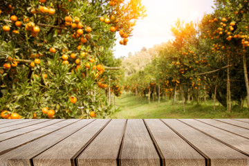 Naklejka na ściany i meble wooden table place and orange trees with fruits in sun light
