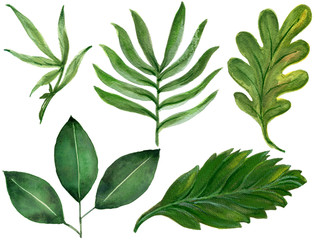 Fototapeta na wymiar Hand drawn watercolor tropical plants set exotic leaves hand draw