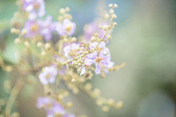 Closeup nature view of green leaf on greenery background in garden,Flowers are flowering Colorful (pink, green) is a natural beauty.