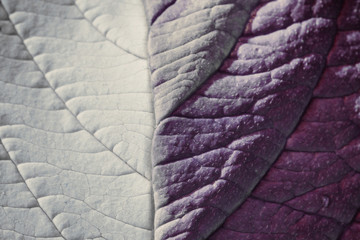The texture of a violet - white leaf with veins is similar to the skin of reptiles. Contrast light.