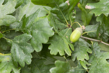 Green acorn on a tree.