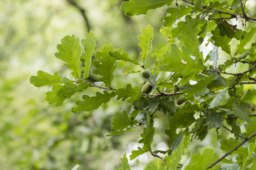 Green acorn on a tree.