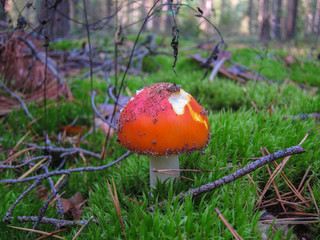 Mushroom fly agaric in a forest in a moss close-up, macro