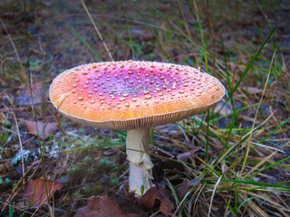 Mushroom fly agaric in a forest in a moss close-up, macro