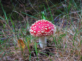 Mushroom fly agaric in a forest in a moss close-up, macro