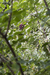 Ripe black elderberry fruit.