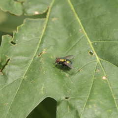 Green fly on an oak leaf.