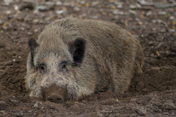 Ruhendes Wildschwein