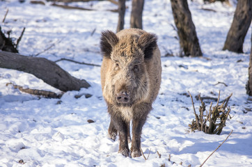 Wildschwein im Winter (frontal)