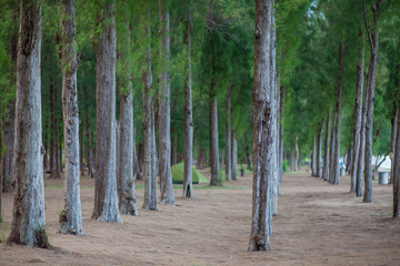 
Pine trees provide a shade to the beach.