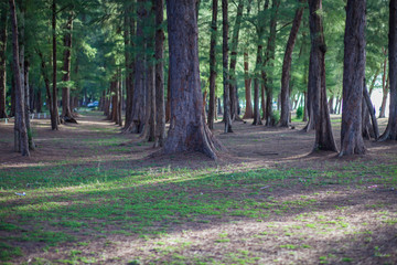 
Big pine trees on the beach make shade.