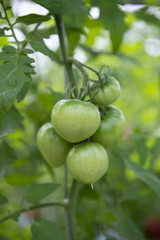 青いトマト
