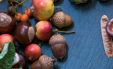 The composition of the autumn elements of the forest: an oak leaf, chestnuts, cones.