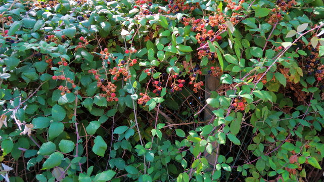 Zarzamora con moras maduras negras y rojas en septiembre en verano en Espa&ntilde;a con hojas verdes y frutos silvestres del campo