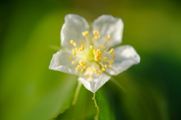 Yellow flower macro, yellow pollen