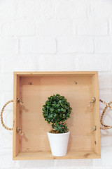 small plant pots placed on wooden shelf on white birck wall.
