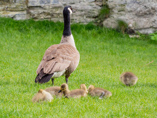 Canada Goose family playing around