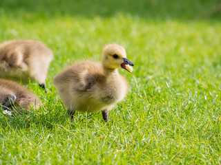 Close up shot of cute baby Canada Goose