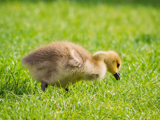 Close up shot of cute baby Canada Goose