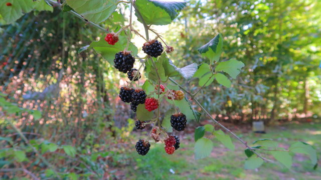 Moras en rama de arbusto de la planta zarzamora rojas y negras en la naturaleza, frutos silvestres maduros a finales del verano y principios del oto&ntilde;o en Espa&ntilde;a
