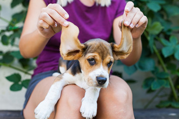 Tricolor purebred beagle puppy