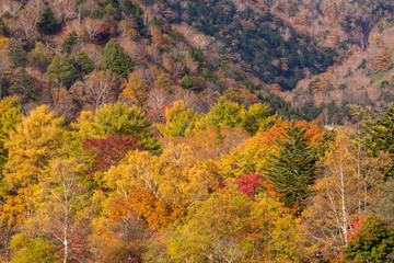 Mountain forest in Autumn