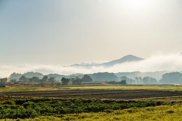 Fototapeta premium Beautiful forest landscape