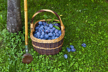 Fototapeta na wymiar Freshly harvested delicious and juicy plums in a brown basket resting on the grass besides a plum tree and a wooden harvesting stick in an orchard