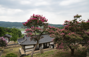 배롱나무 꽃이 핀 한국의 전통 가옥의 풍경