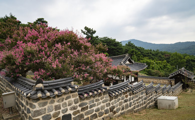 Fototapeta na wymiar 배롱나무 꽃이 핀 한국의 전통 가옥의 풍경