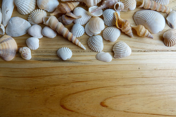 Beach seashell isolated on a wooden background.