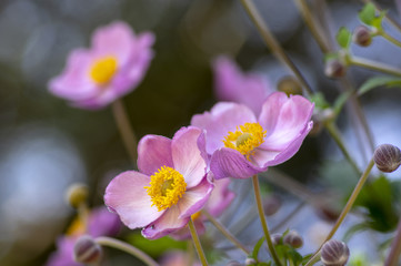 Anemone hupehensis japonica flowering plant, Japanese anemone flowers in bloom, thimbleweed windflowers
