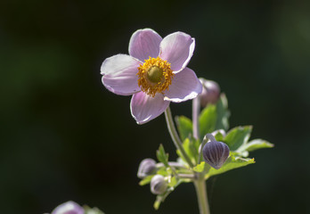 Anemone hupehensis japonica flowering plant, Japanese anemone flowers in bloom, thimbleweed...