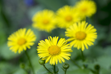 Doronicum orientale yellow flowers in bloom, ornamental beautiful flowering plant during springtime