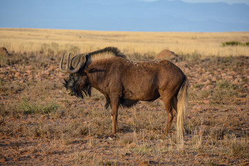 Black Wildebeest