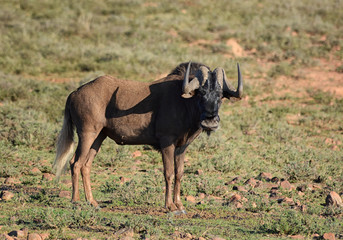 Black Wildebeest