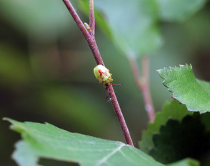 bug sitting on a branch