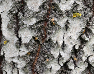 light poplar bark