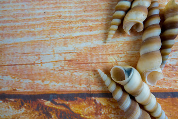 Beach seashell isolated on a wooden background.