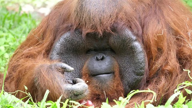 orangutan