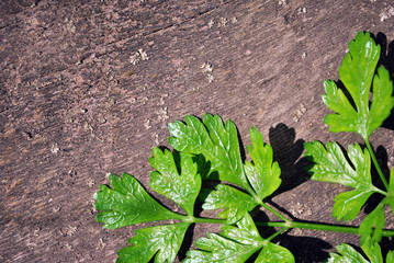 Green parsley leaves on rough wooden plank background, top view close up macro detail