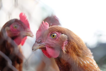 Chicken, hen