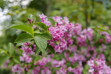 Lots of pink flowers of weigela florida. Blooming pink Weigela (Weigela florida)