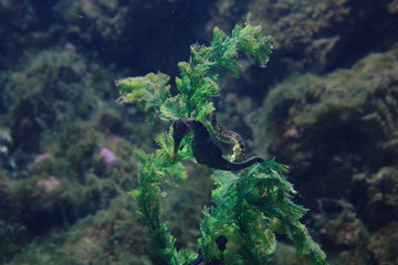 Hippocampus or seahorse among algae.
