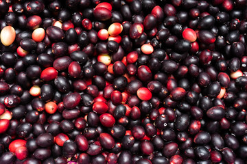 Super fruit (Carissa carandas Linn.)